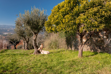 Goats resting under the olive tree
