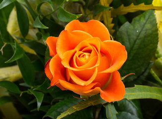  the orange-rose against the background of green leaves
