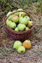 A basket of fresh fragrant pears.