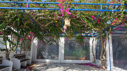 Fototapeta na wymiar colorful plants from the greece island santorini