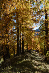 montagna autunno paesaggio autunnale maso cime colori autunno alberi larici
