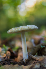 Amanita pantherina.
Mushroom photographed in a forest of chestnut trees.