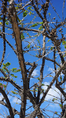 colorful flowers in greece village oia on santorini