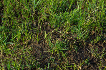 Dew on a morning grass