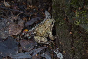 Frog in the forest