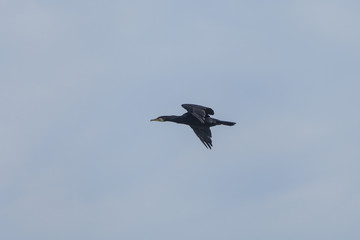 Cormorano vola sullo sfondo blu del cielo