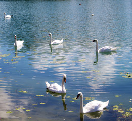 Swans swimming in jarun lake 