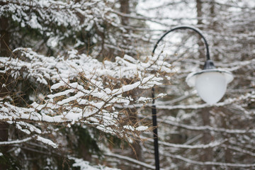 Snow-covered tree and lamp. Winter soft background