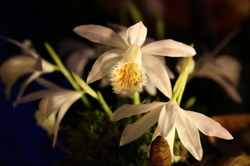 Weisse Tibetorchideen