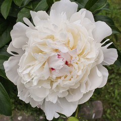 white terry peony