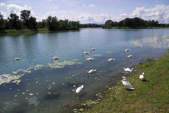 Swans Swimming In Jarun Lake 