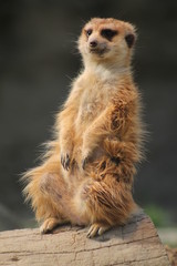 Fototapeta premium Meerkats
