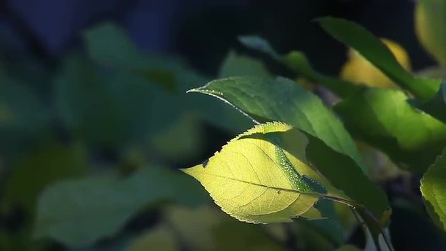Sunlight illuminates an apple tree leaf in autumn.
