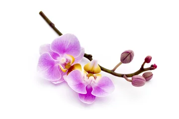 Fotobehang Orchidee Mooie roze orchidee op de witte achtergrond.