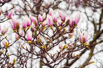 Blossoming of magnolia flowers in spring time