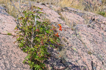 Sorbus Aucuparia Between Boulders Of Granite