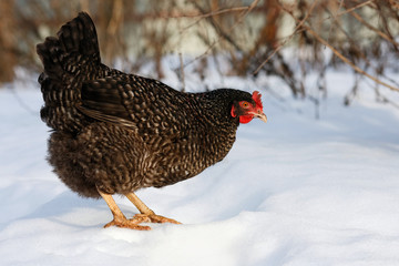 Speckled hen in the snow