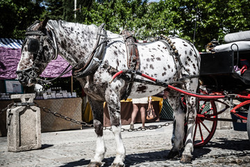Naklejka na ściany i meble Typical horse-drawn carriage in Given Spain's Square, located in