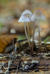 Mushrooms photographed in their natural environment.