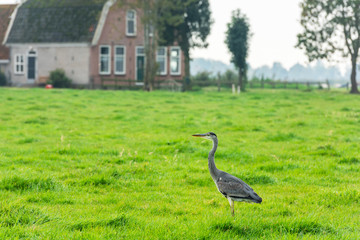 Wild grey heron on a bright green grass