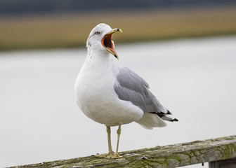 Ring-billed Gull Calling
