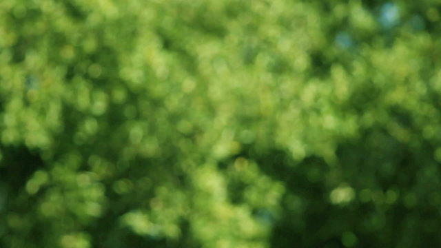 trees in soft focus during a strong windstorm