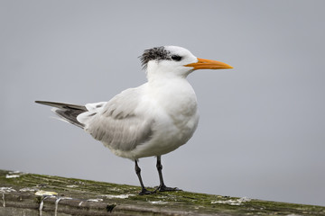 Royal Tern Perched on a Railing - Georgia