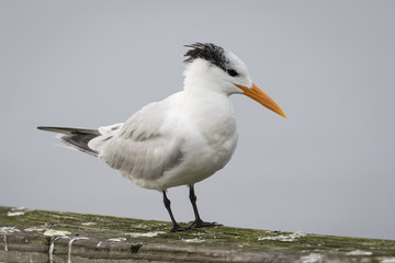 Royal Tern Perched on a Railing - Georgia