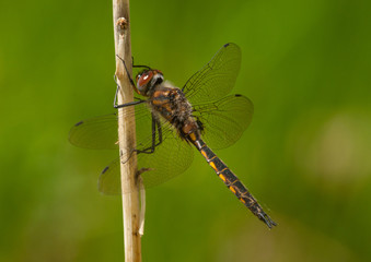 Spiny Baskettail