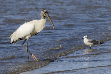 Wood Stork Wading in Shallow Water - Georgia