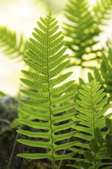 Rock polypody, Polypodium virginianum, with sporangia, growing in a forest in Sunapee, New Hampshire. © duke2015