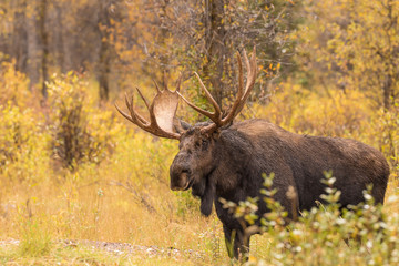 Fototapeta premium Bull Moose in Autumn