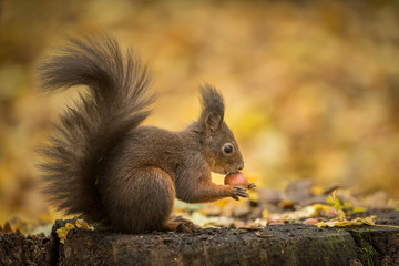 European red squirrel in autumn