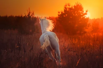 Foto op Canvas white horse © ashva