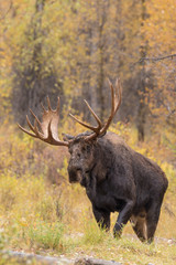 Bull Moose in Autumn