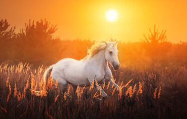 Obraz na płótnie Canvas white horse run on the sunset background