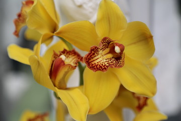 Gelbes Cymbidium