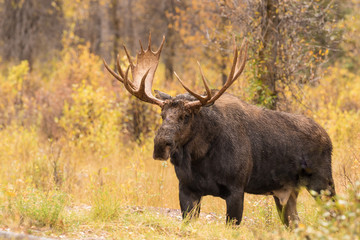 Naklejka na ściany i meble Bull Moose in Autumn
