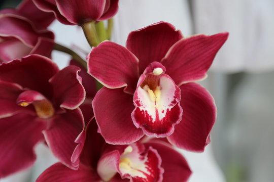 Pinkfarbenes Cymbidium