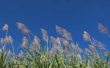 Naklejka premium Sugar cane flower Sunrise,Beauty blue sky and clouds in daytime in Thailand
