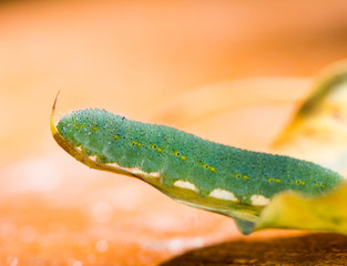 Green caterpillar of a butterfly