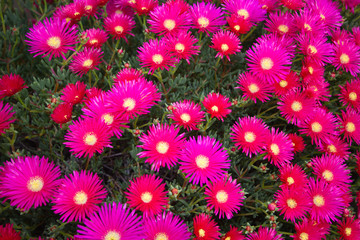 colorido