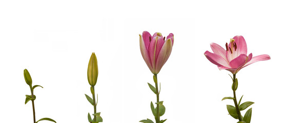 The sequence of blooming flower pink lily Oriental hybrids