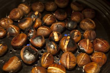 chestnut
