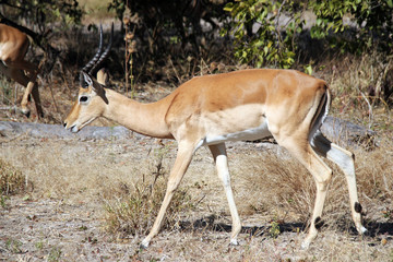 Male Impala. Moremi Game Reserve, Botswana