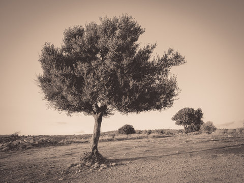 Lonely olive tree. Vintage style. Cyprus