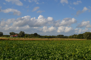 Agricultural landscape in summer