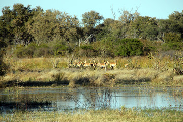 Group of Impalas at Khwai River, Botswana