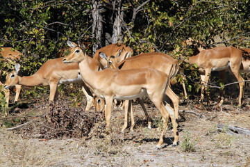 Naklejka na ściany i meble Group of Impalas. Moremi Game Reserve, Botswana