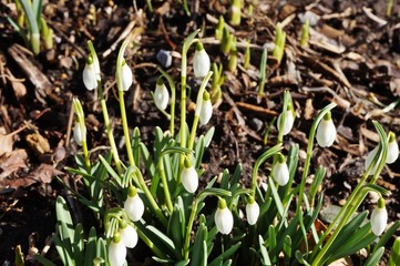 Tiny snowdrop galanthus flowers in the spring